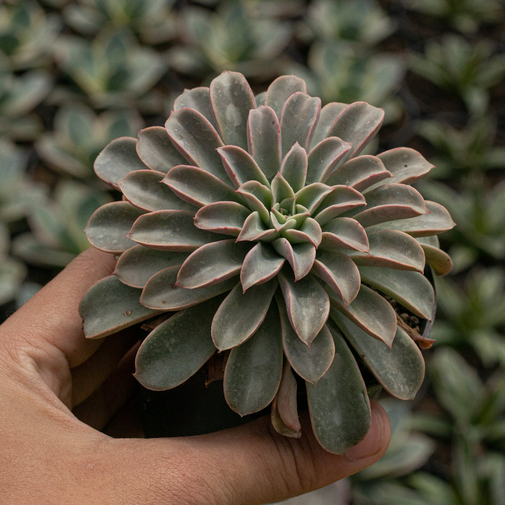 room2room succulent fountain Echeveria Fantastic Fountain – Succulentasia