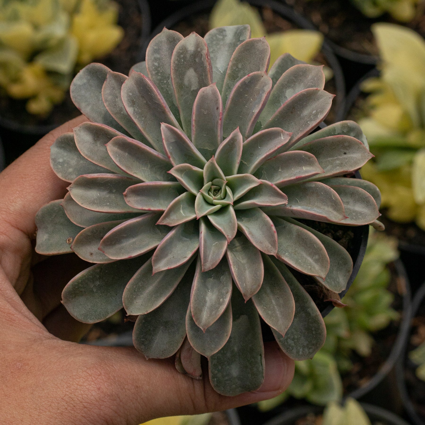 water fountain succulent Echeveria Fantastic Fountain – Succulentasia