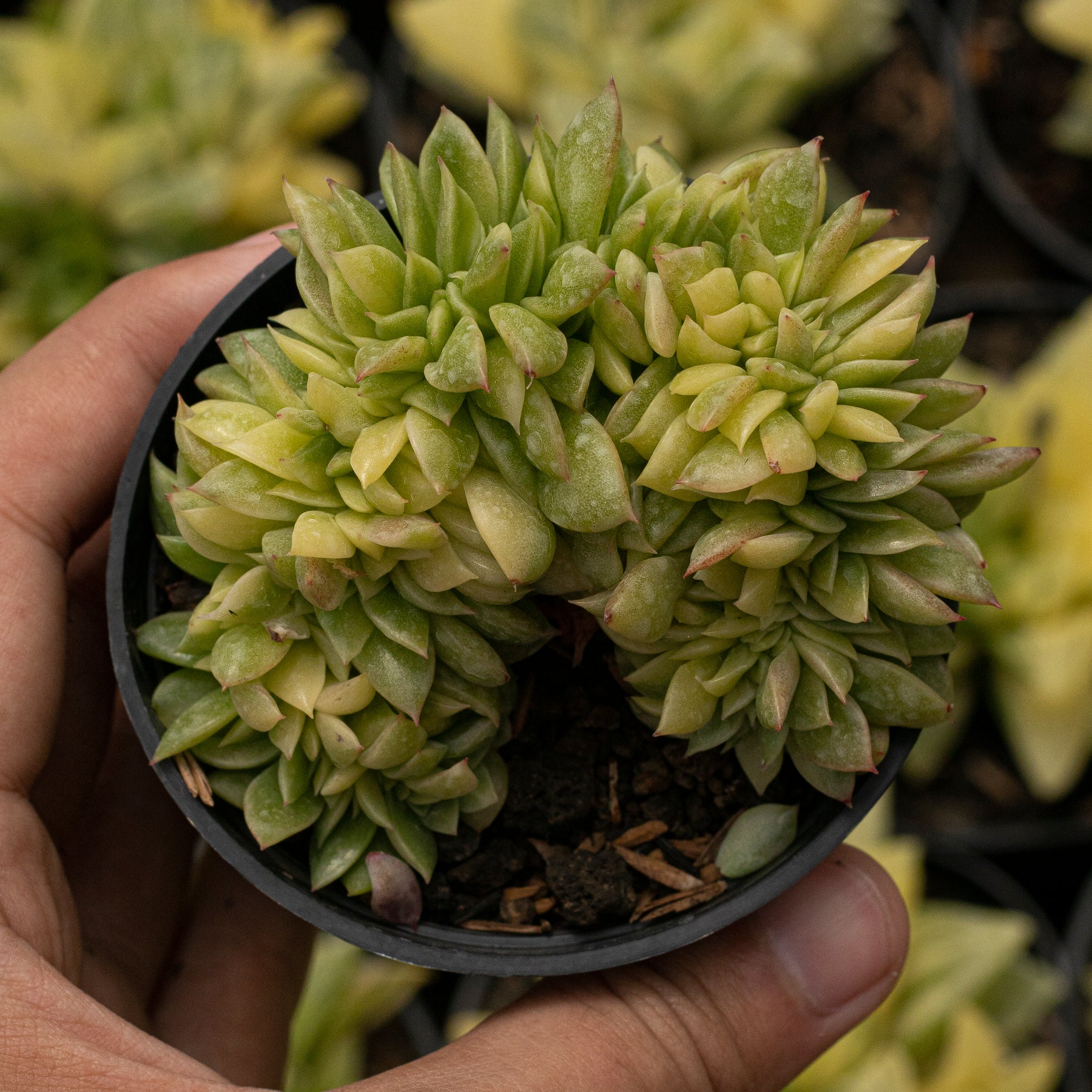 gilva succulent Echeveria Gilva Crested Variegated – Succulentasia