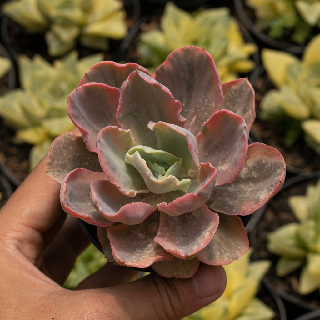 Echeveria – Succulentasia