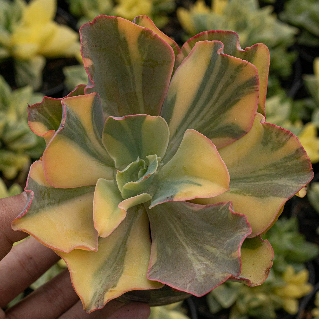 variegated succulent meaning Echeveria Takatsago No Okina Variegated – Succulentasia