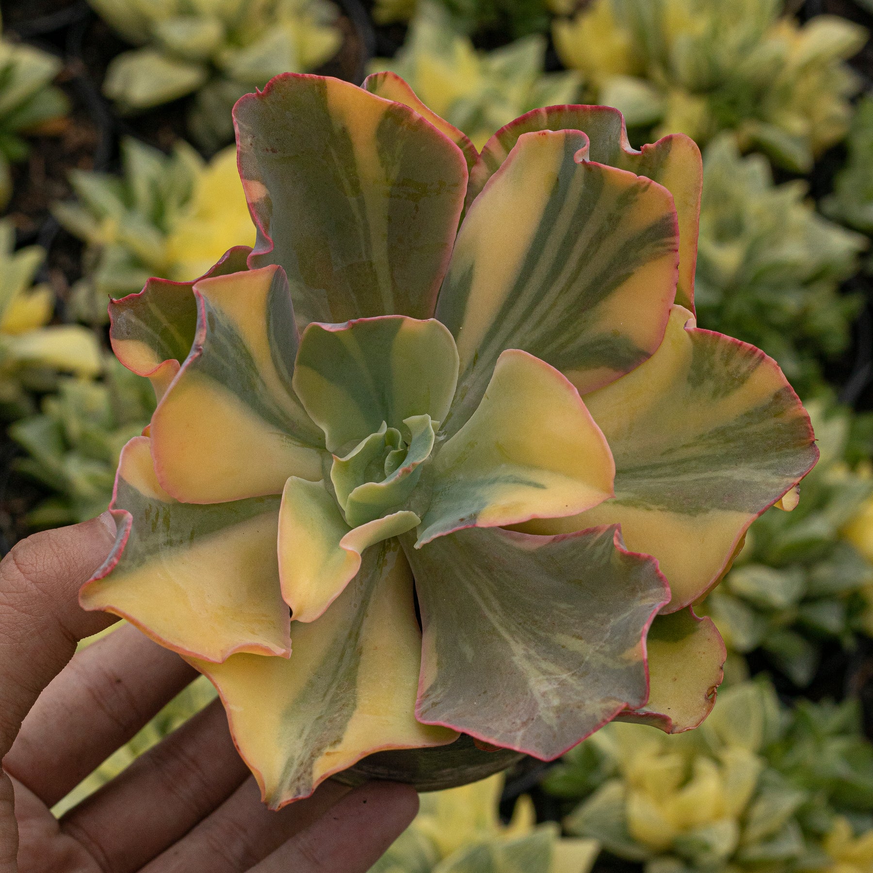 variegated leaf succulent Echeveria Takatsago No Okina Variegated – Succulentasia