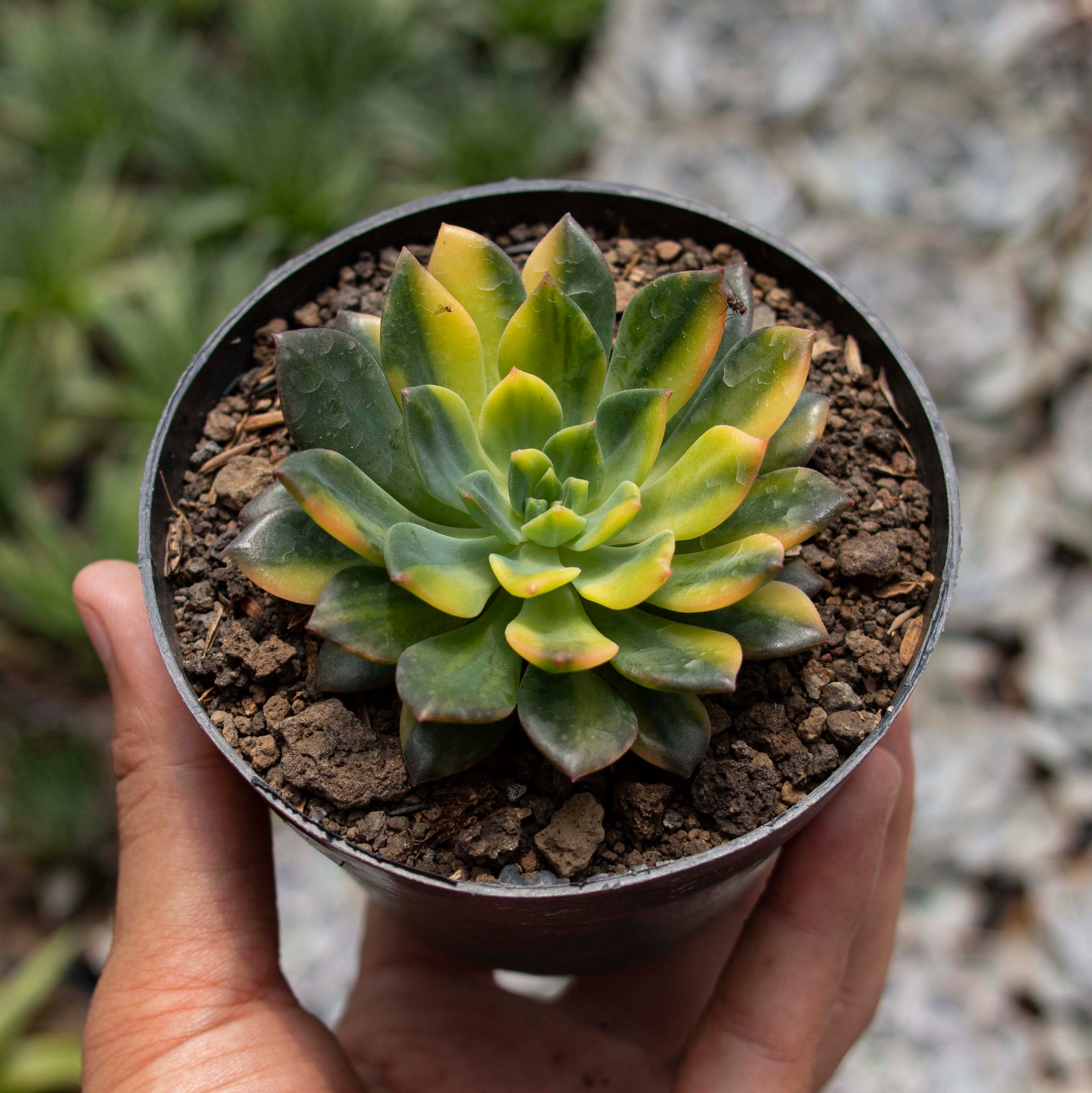 green echeveria succulent Echeveria Green Emerald – Succulentasia
