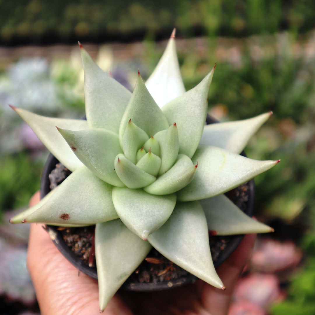Echeveria Eboni