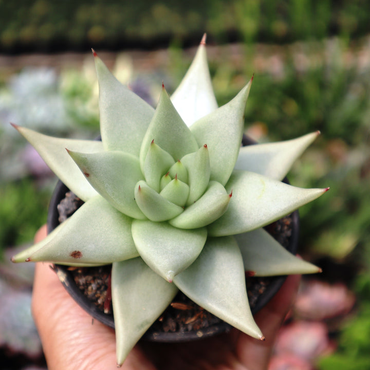 Echeveria Eboni