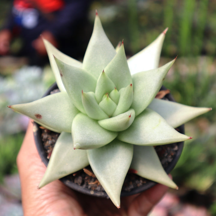 Echeveria Eboni