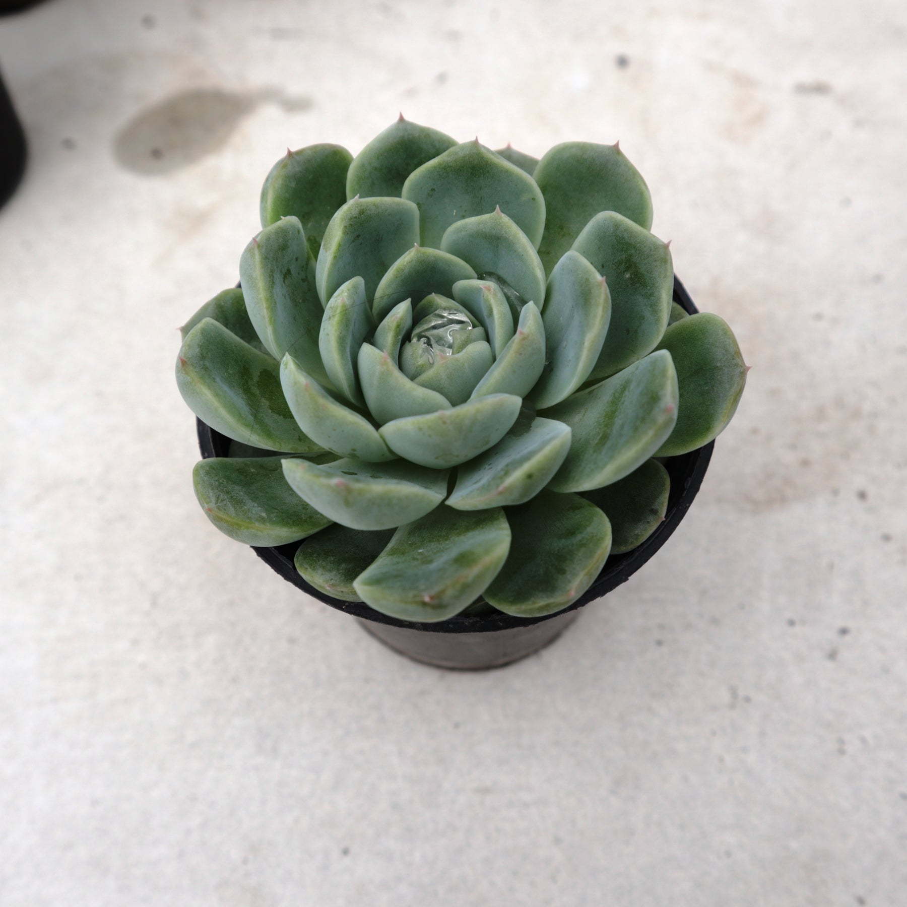 elegans succulent Echeveria Elegans – Succulentasia