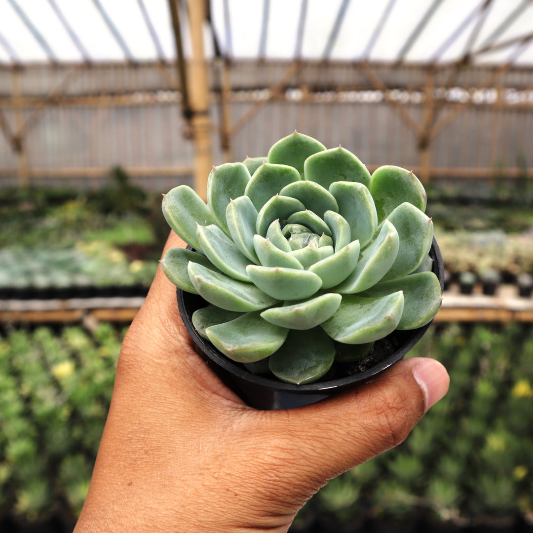 live real echeveria succulents for sale online free shipping Echeveria Elegans – Succulentasia