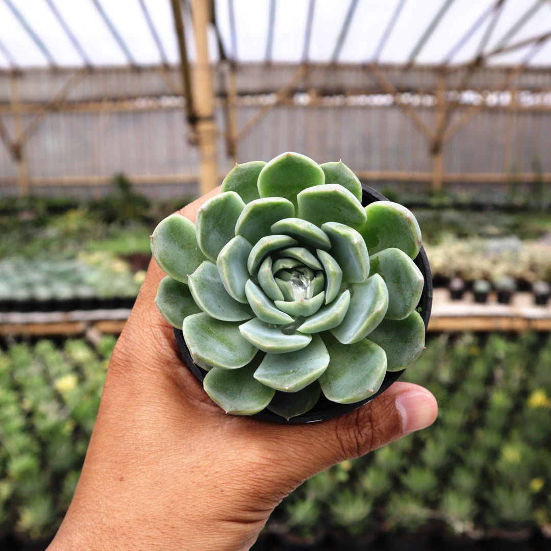 living echeveria succulents for sale online free shipping Echeveria Elegans – Succulentasia
