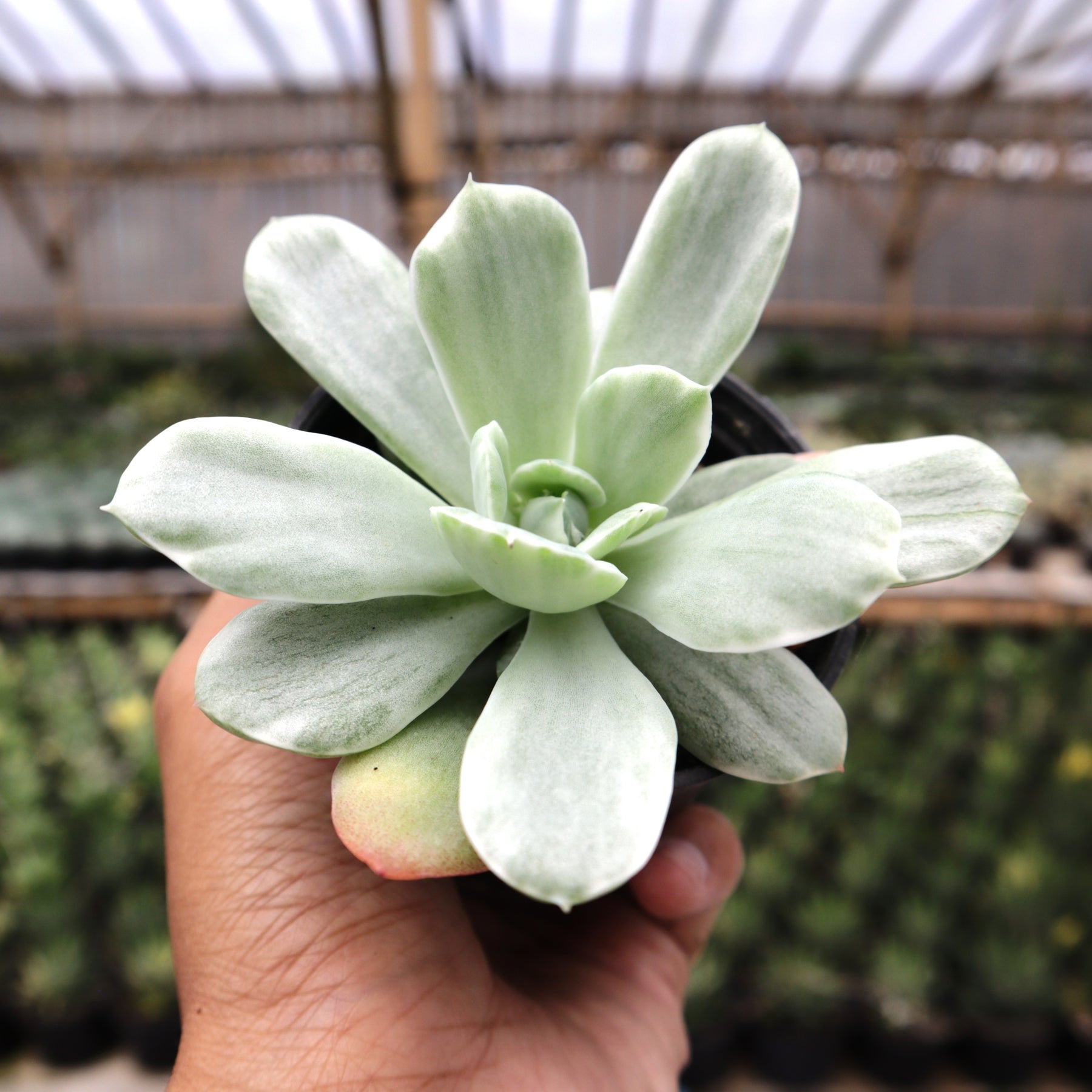 lemon succulent plant Echeveria Lime Lemon – Succulentasia