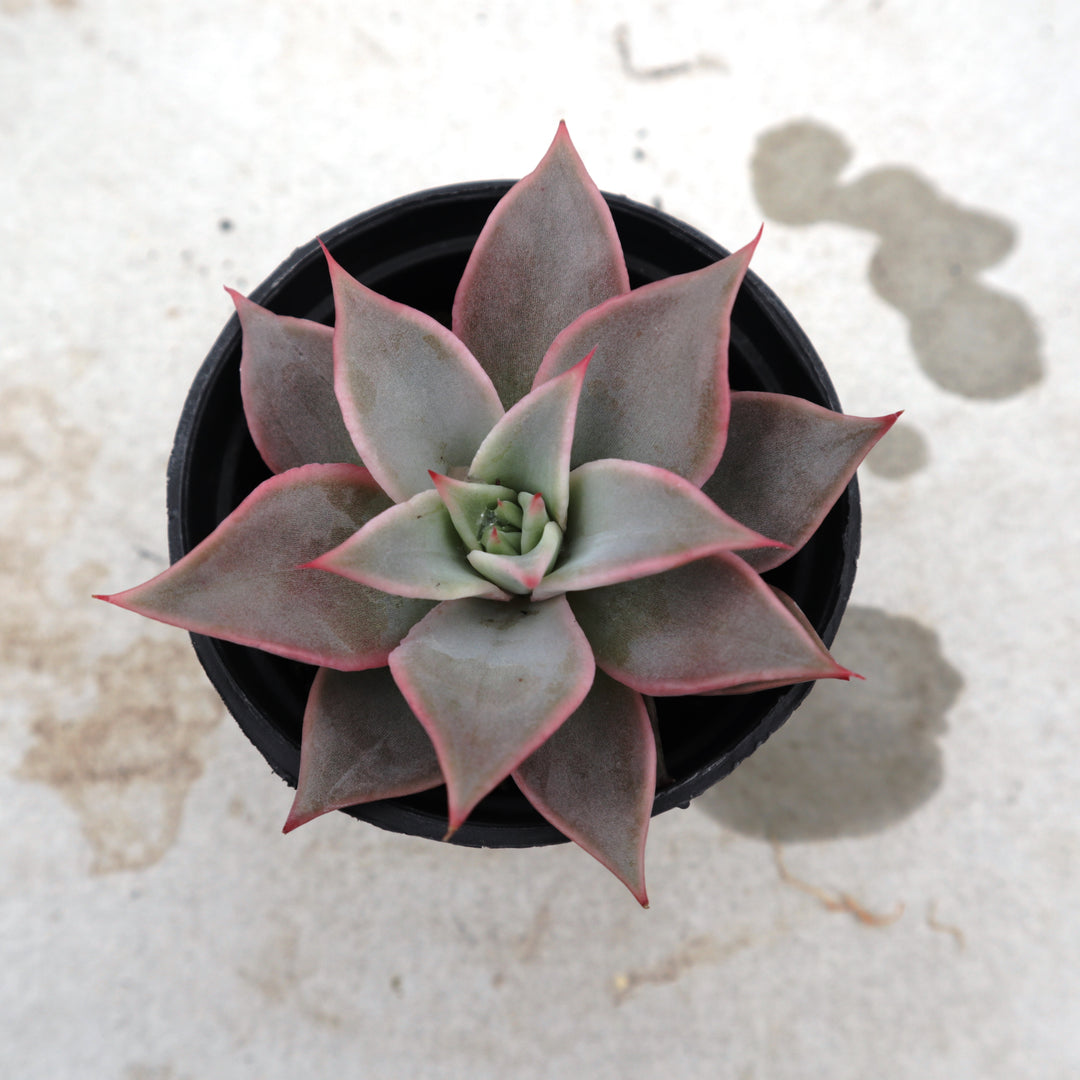 madiba succulent Echeveria Madiba – Succulentasia