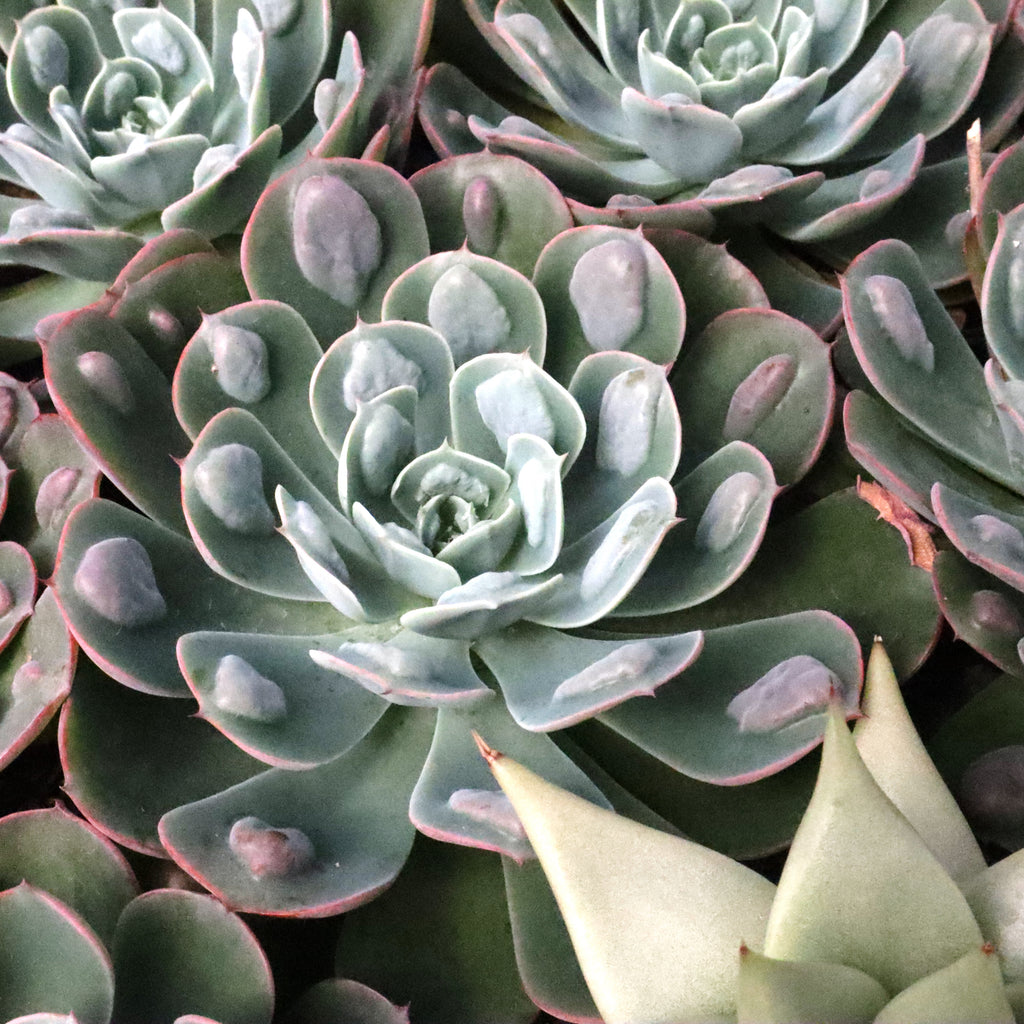 Echeveria Rain Drop  Succulentasia