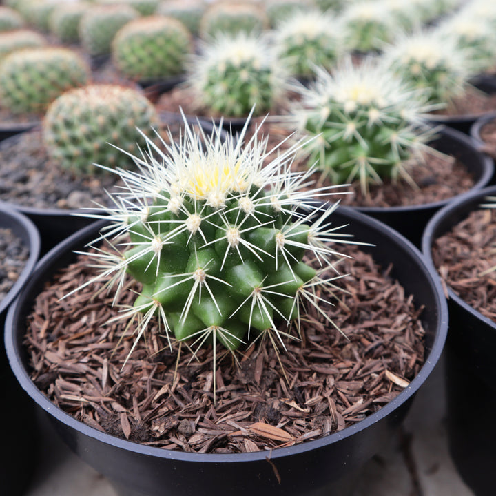 Echinocactus Grusonii Golden Barrel Cactus