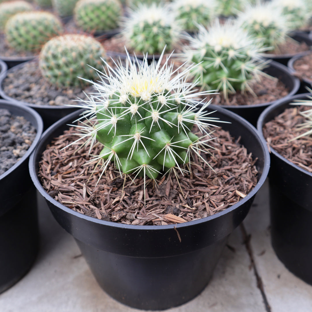 Echinocactus Grusonii Golden Barrel Cactus