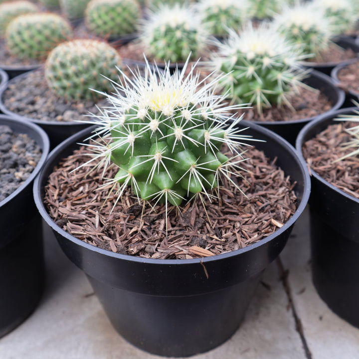 Echinocactus Grusonii Golden Barrel Cactus