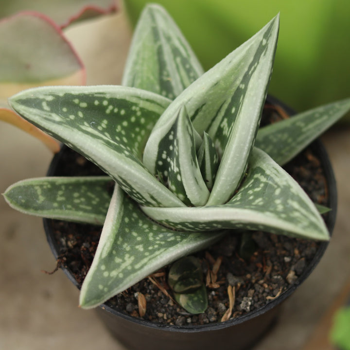 Gasteria White Ice