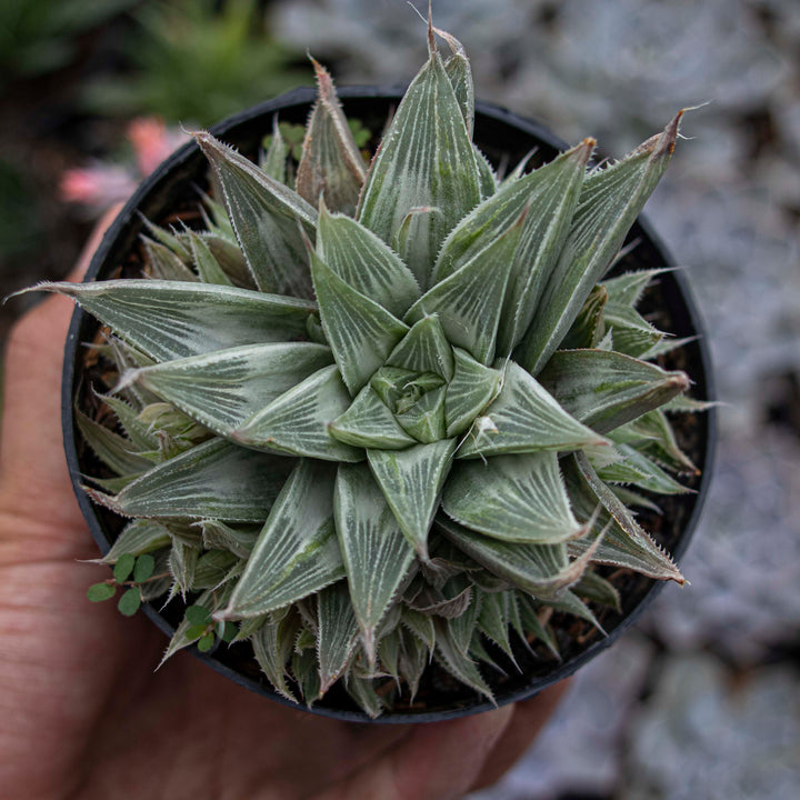 Haworhtia Grey Ghost