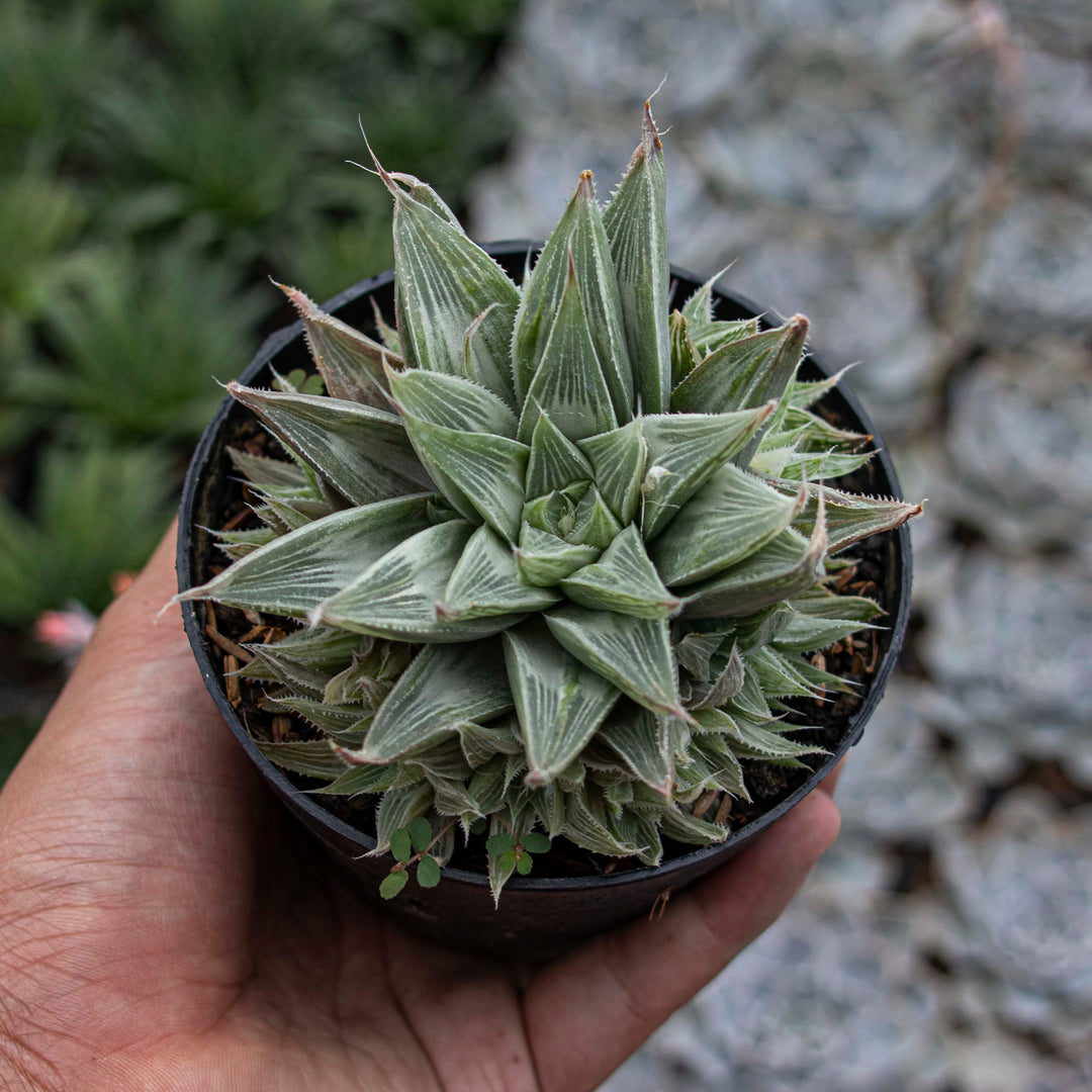 Haworhtia Grey Ghost