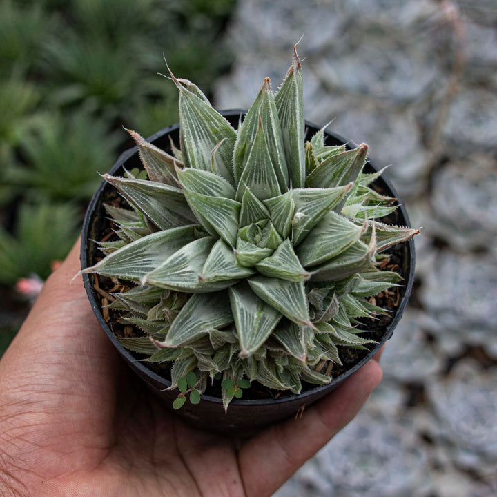 Haworhtia Grey Ghost