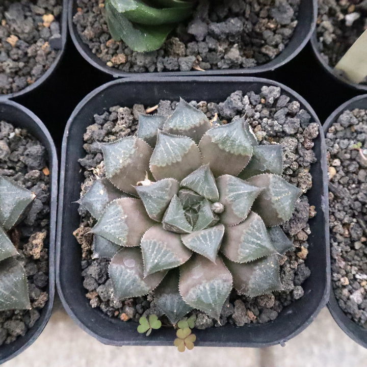Haworthia Choc Choc Hybrid