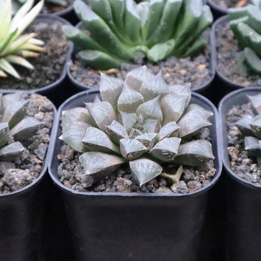 Haworthia Choc Choc Hybrid