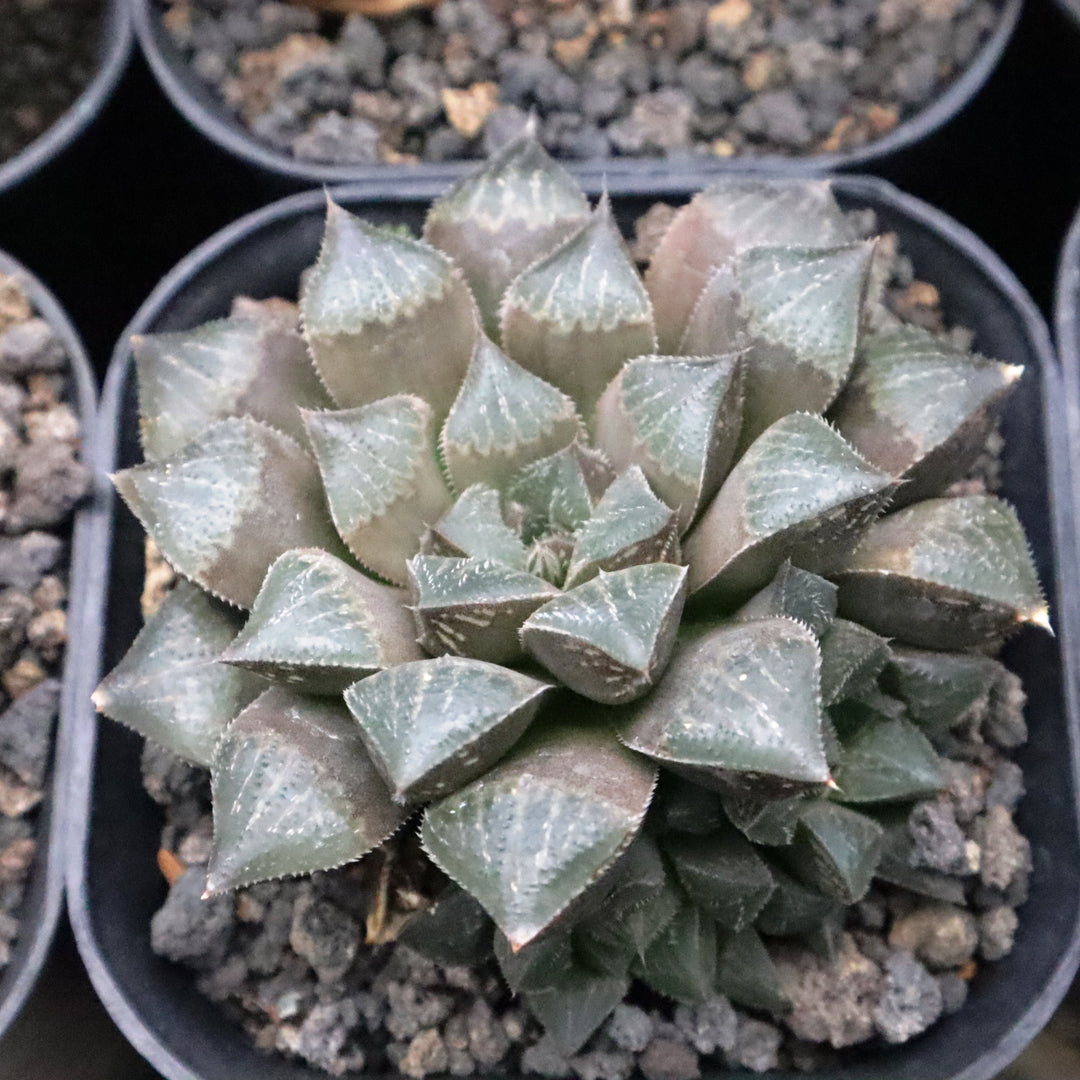 Haworthia Choc Choc Hybrid