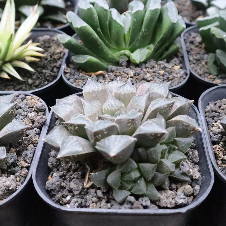 Haworthia Choc Choc Hybrid