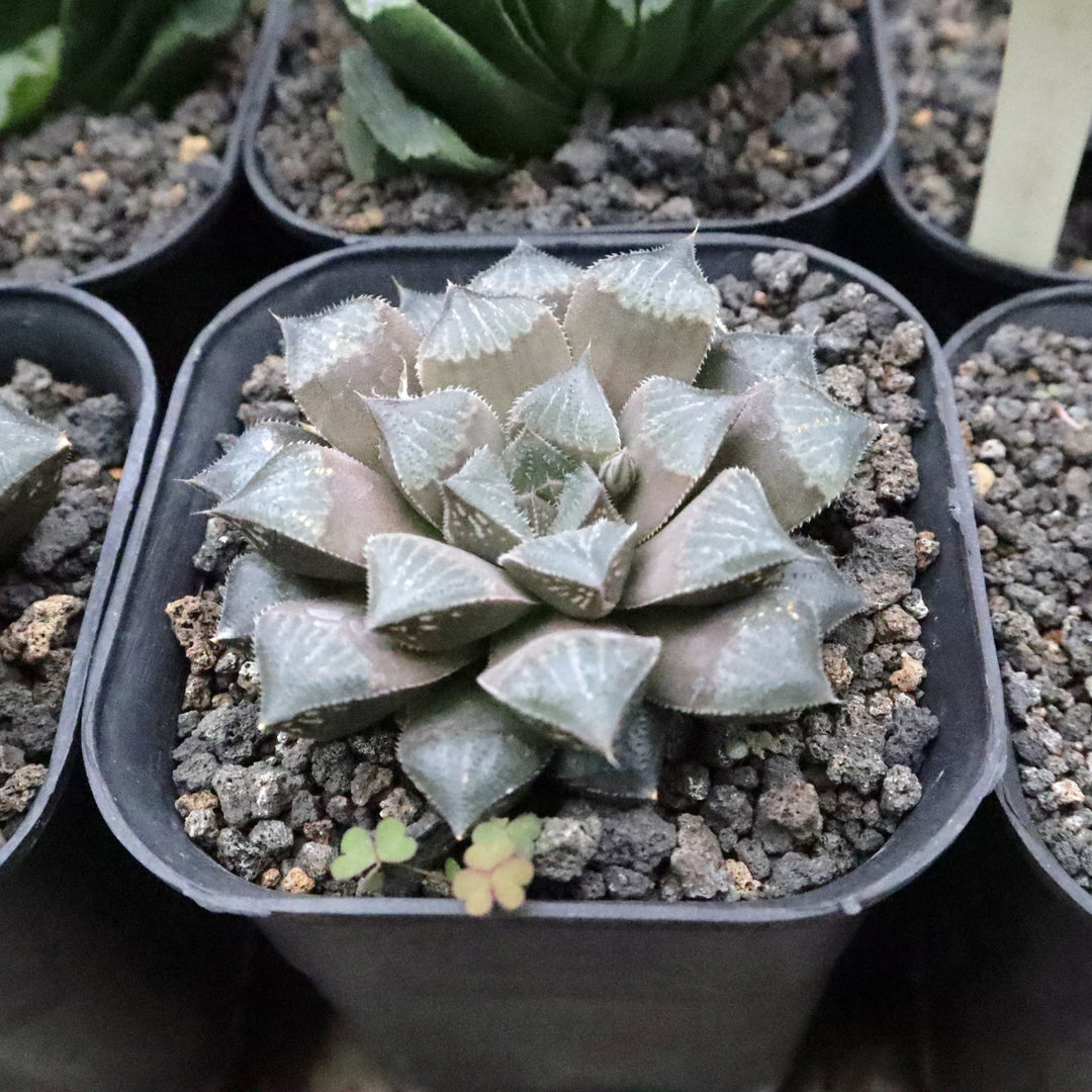 Haworthia Choc Choc Hybrid