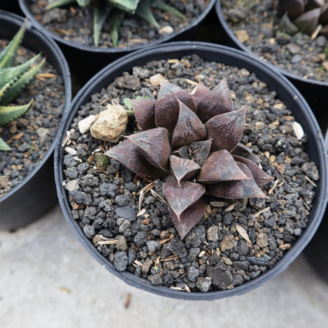 Haworthia Chocolate – Succulentasia