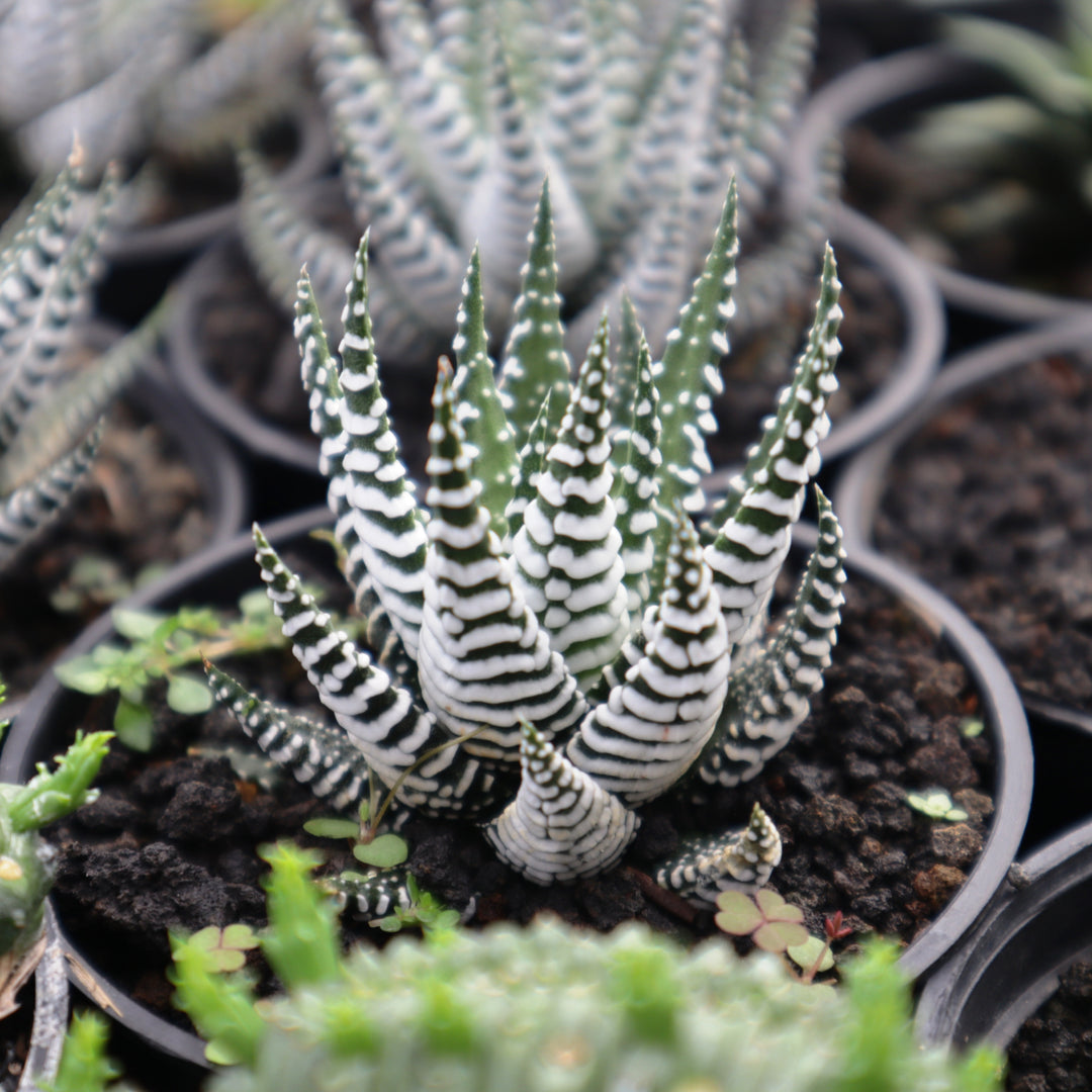 Haworthia Giant Zebra