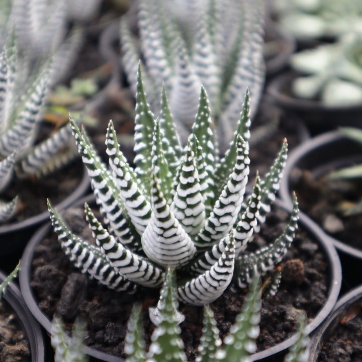 Haworthia Giant Zebra
