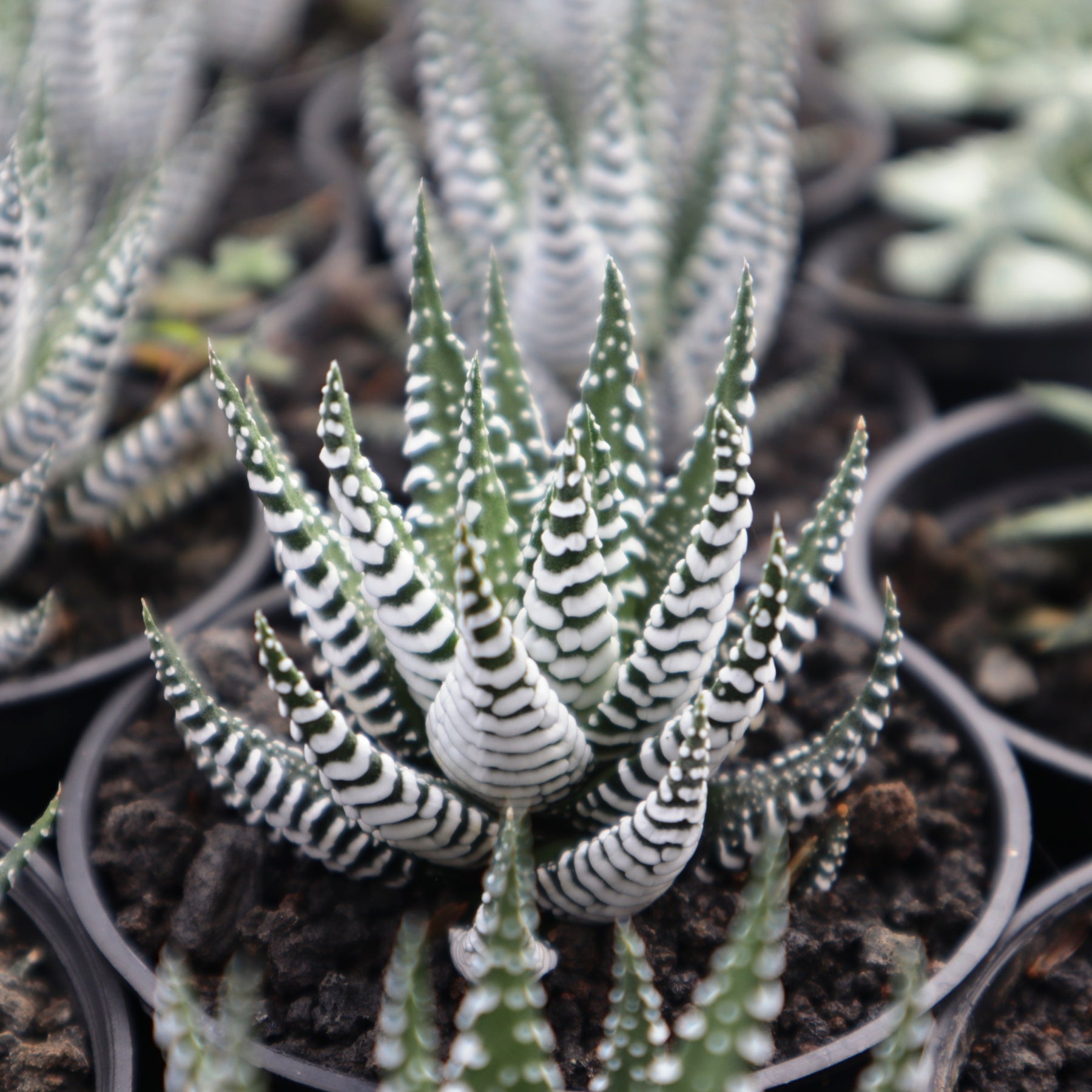 large zebra succulent Haworthia Giant Zebra – Succulentasia
