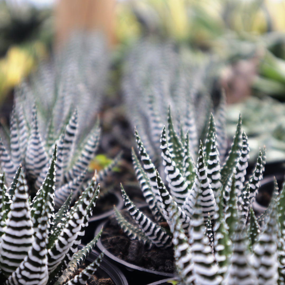 Haworthia Giant Zebra