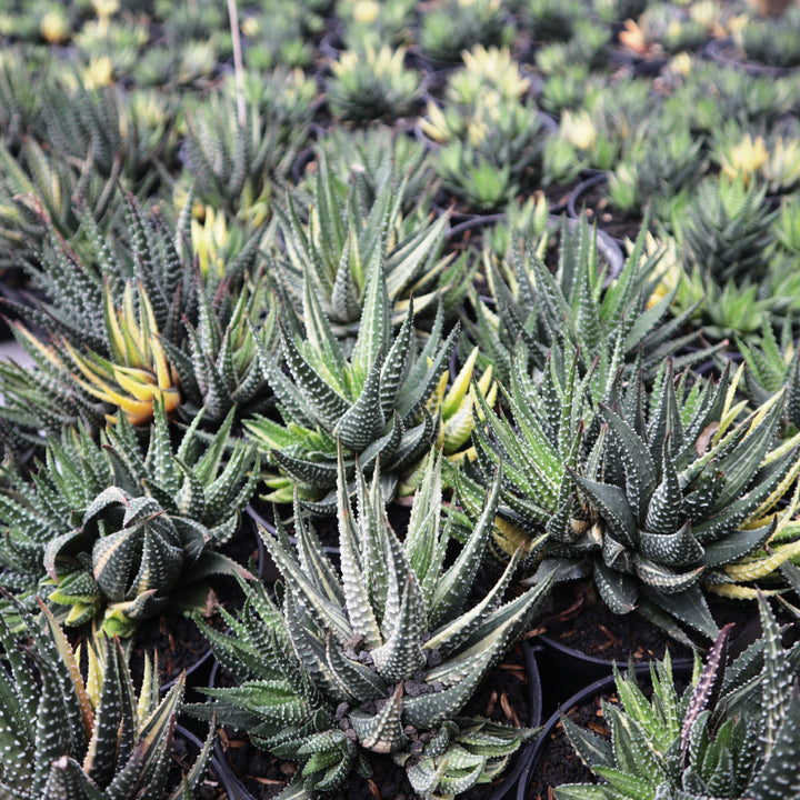 Haworthia Pumila
