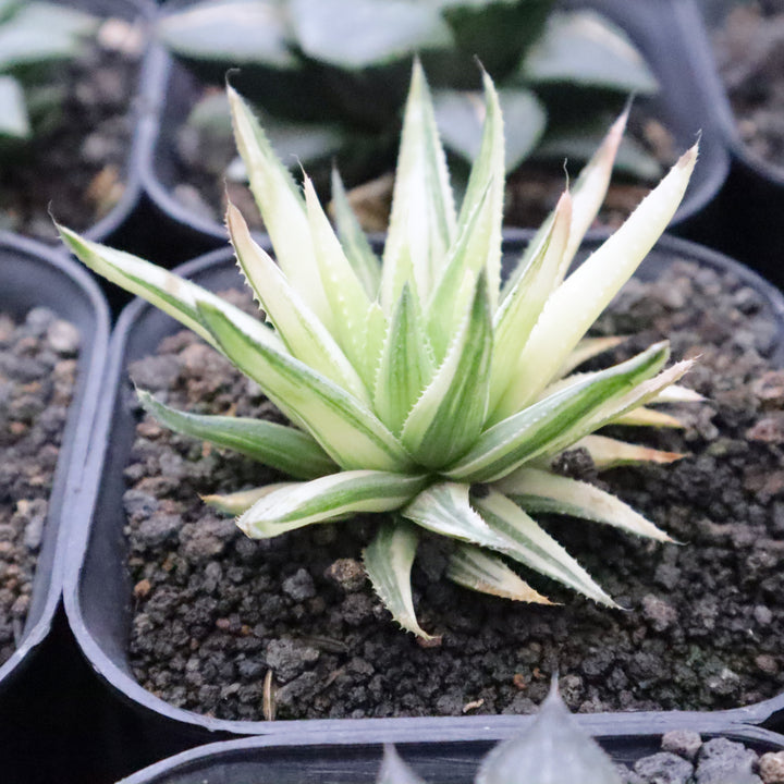 Haworthia Tenera Variegata