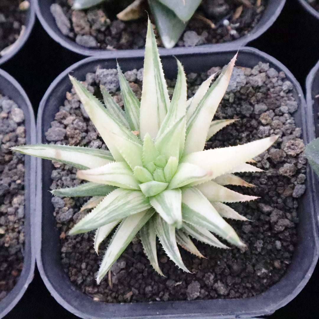 Haworthia Tenera Variegata
