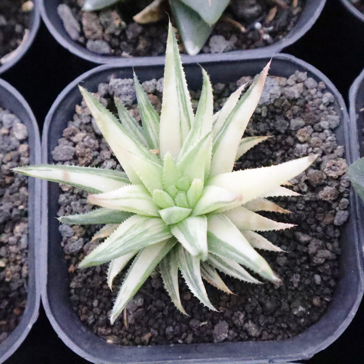 Haworthia Tenera Variegata
