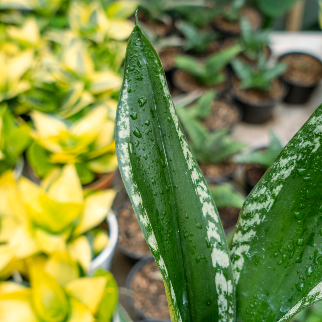 whitney sansevieria Sansevieria monshine whitney – Succulentasia