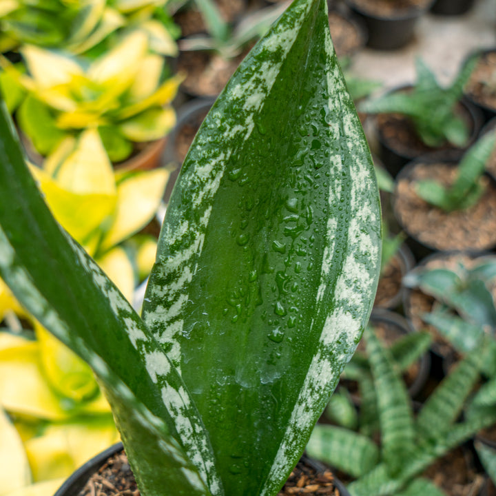 Sansevieria monshine whitney