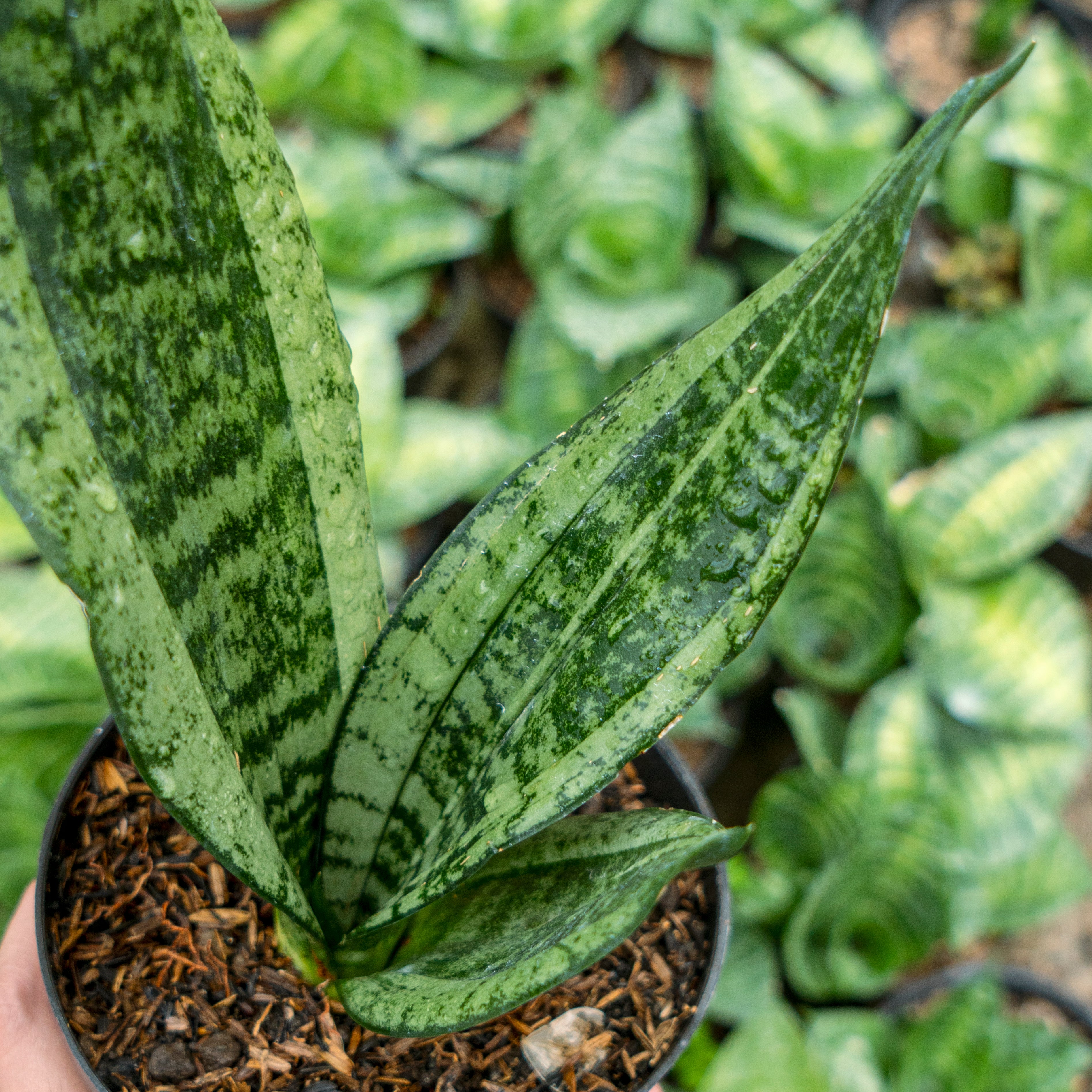 Sansevieria monshine mutant – Succulentasia
