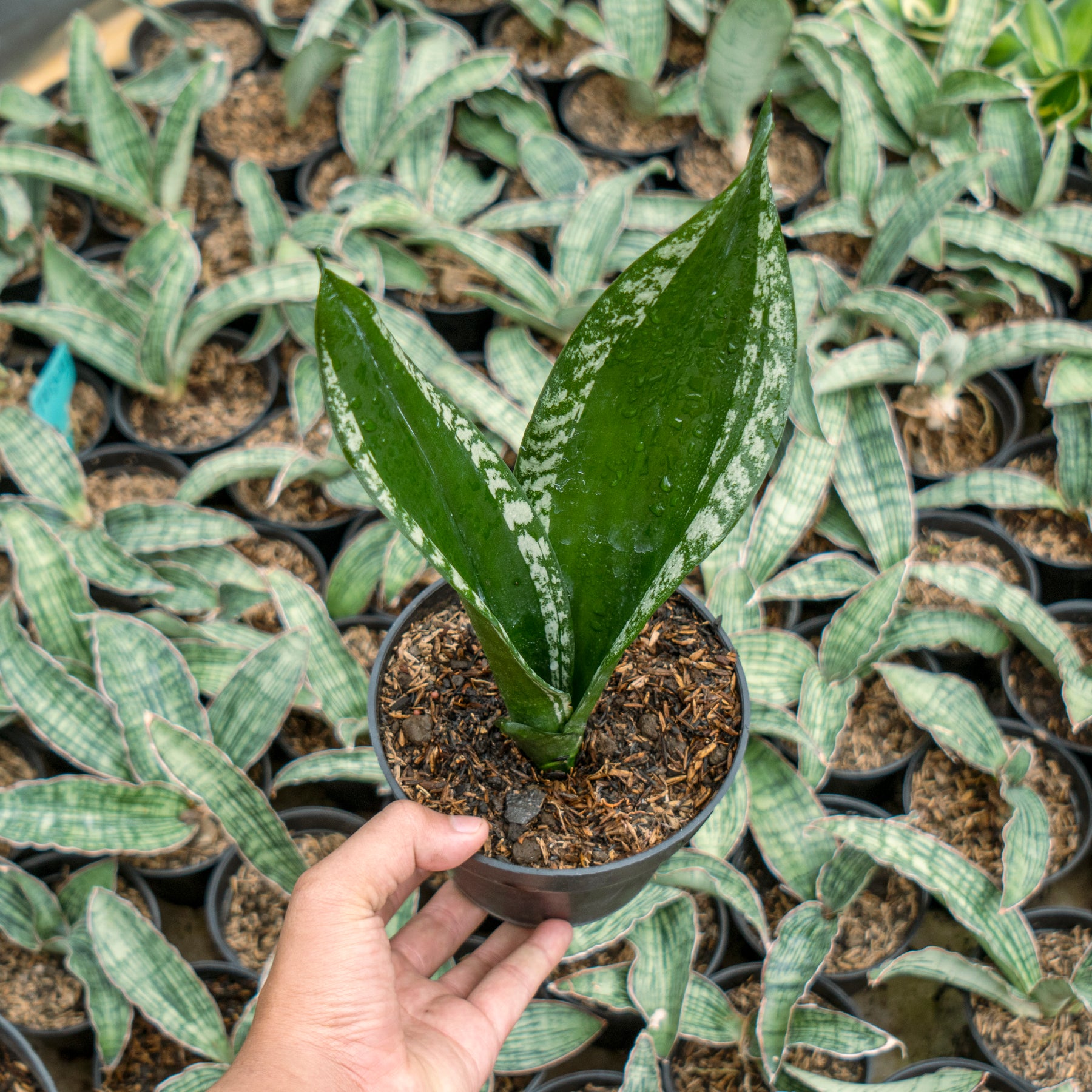 whitney sansevieria Sansevieria monshine whitney – Succulentasia