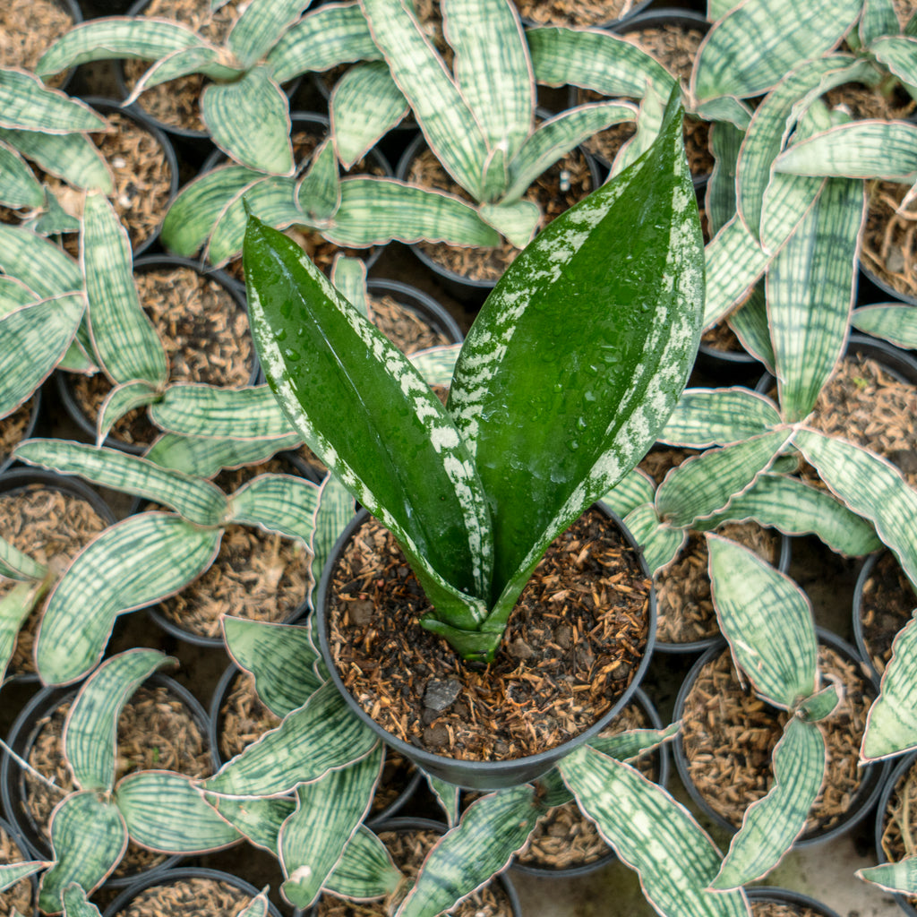 Sansevieria monshine whitney – Succulentasia