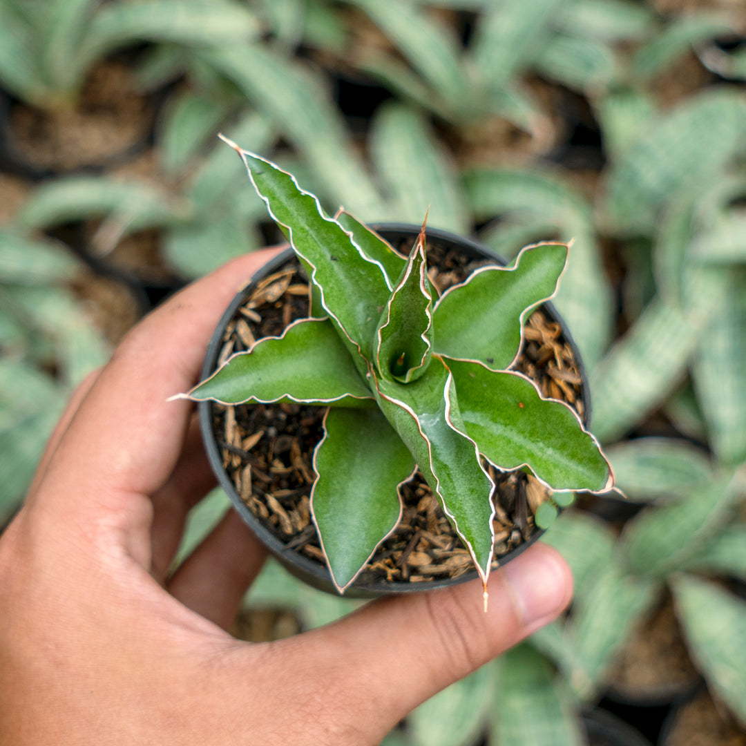 sansevieria katana variegated Sansevieria pingui x katana – Succulentasia