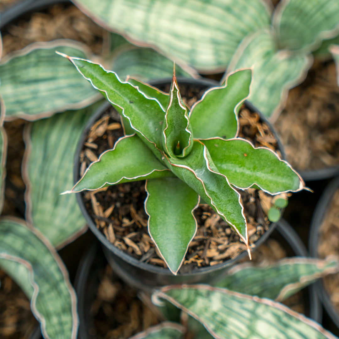 sansevieria katana variegated Sansevieria pingui x katana – Succulentasia