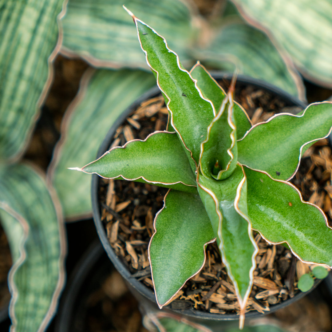 sansevieria kitonga Sansevieria pingui x katana – Succulentasia