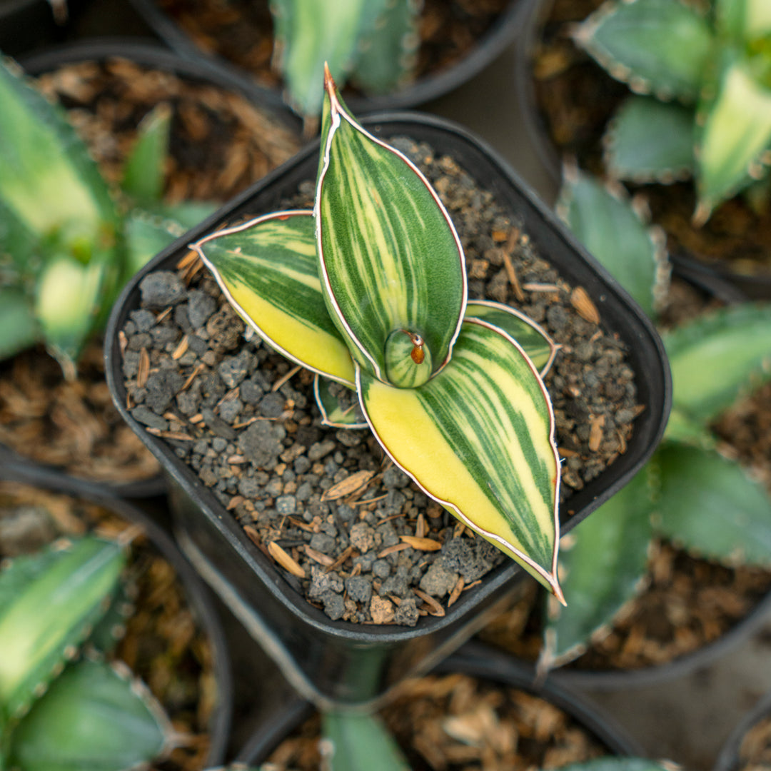 Variegated Sansevieria store Kismayo