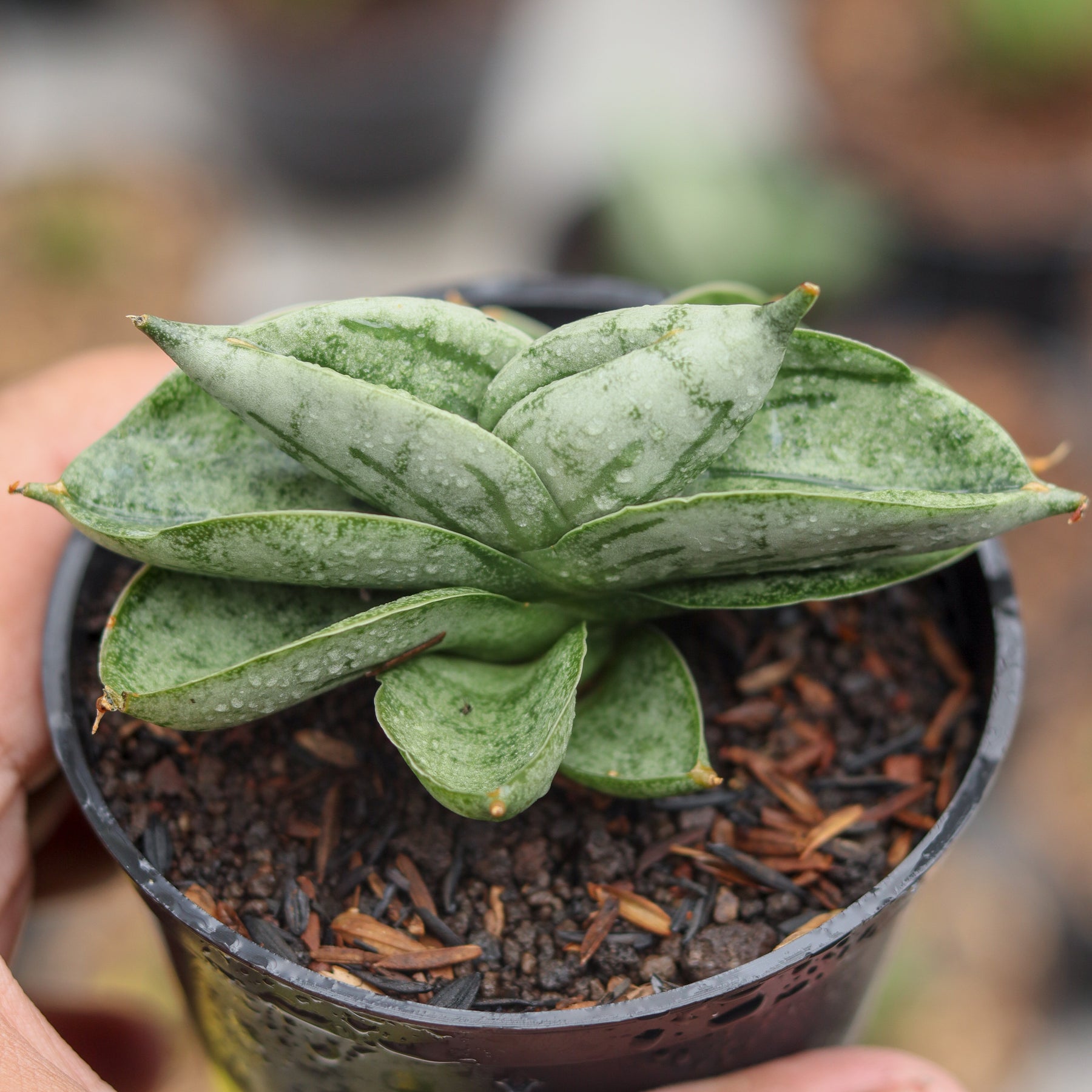 9+ Sansevieria Bonji Care Sansevieria Bonji – Succulentasia