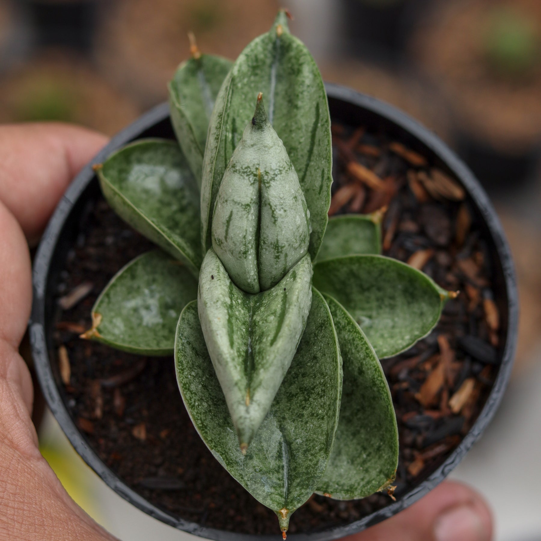 9+ Sansevieria Bonji Care Sansevieria Bonji – Succulentasia
