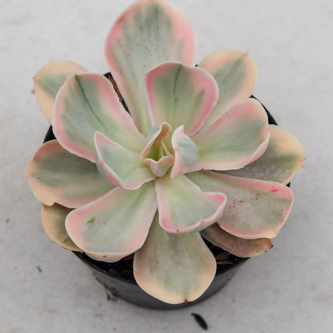 Jungle Fatigue ファティーグ OVY KAJA echeveria Echeveria – Succulentasia