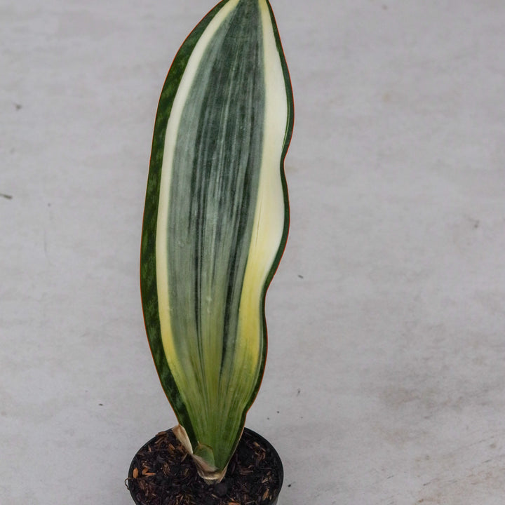 Sansevieria Masoniana variegated BIG